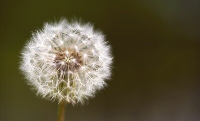 White dandelion with its seeds in the wind