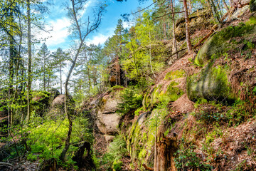 Panoramic with magical enchanted fairytale forest with fern, moss, lichen and sandstone rocks at the hiking trail in the national park Saxon Switzerland, Bad Schandau, Saxony, Germany.