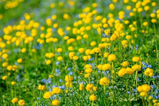 Wild trollius in the Alps