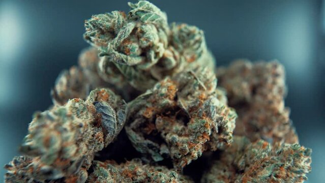 A macro close up detailed shot of a cannabis plant, marijuana flower, hybrid strains, Indica and sativa, on a 360 rotating stand in a shiny bowl, 120 fps slow motion Full HD, studio lighting