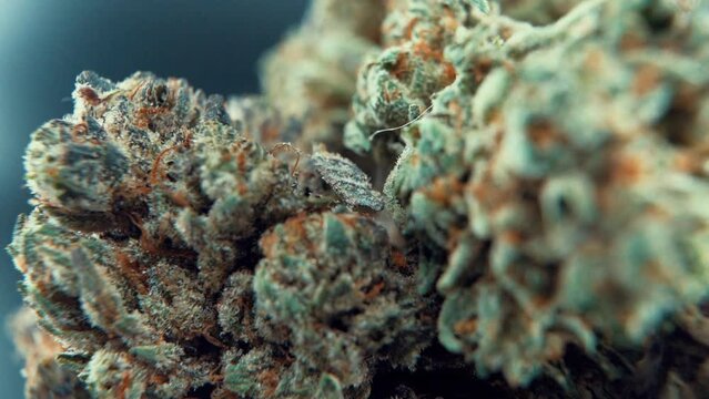A macro close up tasty shot of a cannabis plant, marijuana flower, hybrid strains, Indica and sativa, on a 360 rotating stand in a shiny bowl, 120 fps slow motion Full HD, studio lighting