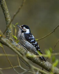 Closeup of lesser spotted woodpecker in the tree.
