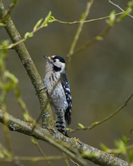 Lesser spotted woodpecker in the leaves. Portrait. 