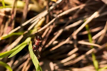 Closeup of a vibrant green grass blade, with a small ant perched atop