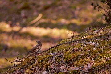Trush bird  perched atop a grassy hill, surrounded by lush green vegetation