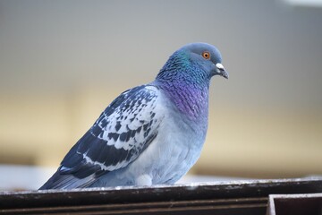 Closeup of a pigeon perched atop a wooden fence