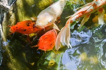 Coy fish swimming in the pond on a sunny day