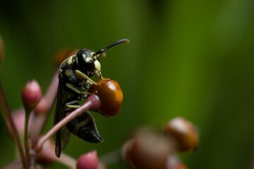 Close-up of a German wasp on a flower bud with blurred dark background