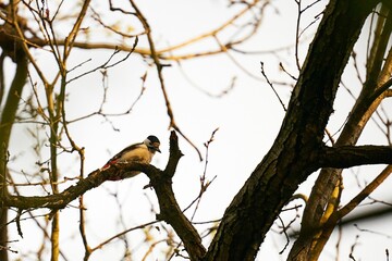 a bird sitting on top of a tree branch next to a sky background