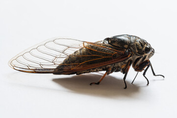 Macro closeup of a cicada, white background