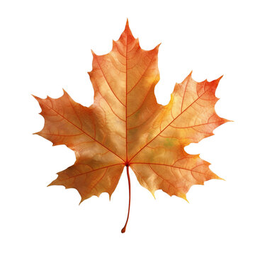 Beautiful autumn leaf isolated on white background with clipping path. Full Depth of field. Focus stacking. PNG. Generative AI technology