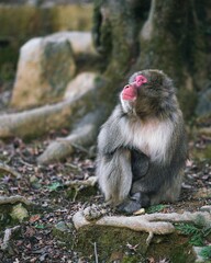 Close up of a macaque monkey sitting next to a tree gazing up, Japan