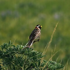Majestic songbird perching on a vibrant lupin flower in a lush Alaskan meadow