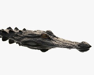 Close up of a crocodile's head half up the water, South Carolina