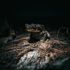 Close up of a Cane toad perched on dry branches, Guam