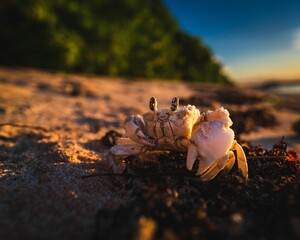Close up of a crab at a sun-drenched shoreline, Guam
