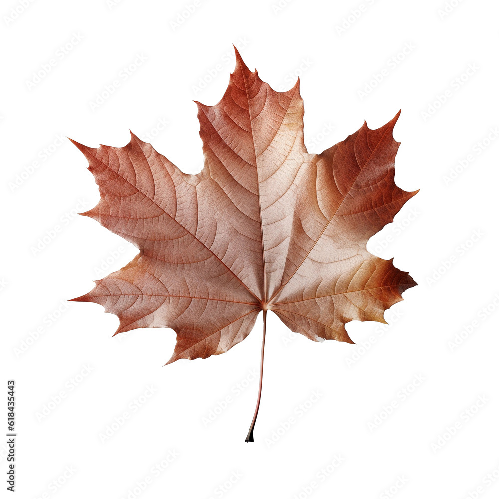 Wall mural beautiful autumn leaf isolated on white background with clipping path. full depth of field. focus st