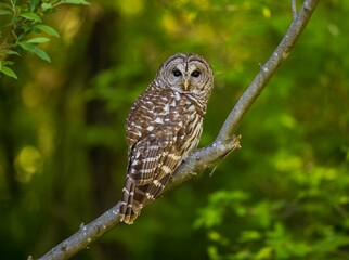 Majestic owl perched atop a tree branch in a lush, green forest