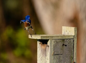 Peaceful Eastern bluebird is perched on a rustic wooden fence