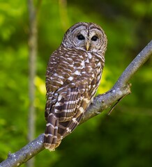 Majestic owl perched atop a tree branch in a lush, green forest