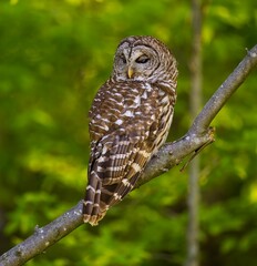 Majestic owl perched atop a tree branch in a lush, green forest