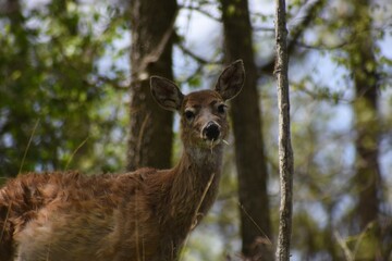 Deer standing in a forest surrounded by trees, bushes, and other foliage