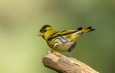 Bright yellow male siskin bird perched on a grassy and leafy ground, illuminated by a bright sun