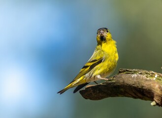 Bright yellow male siskin bird perched on a grassy and leafy ground, illuminated by a bright sun