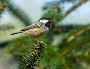 Coal tit bird perched on a grassy and leafy ground, illuminated by a bright sun