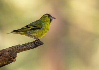 Small black bird perched on a grassy and leafy ground, illuminated by a bright sun