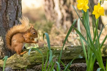 Fotobehang Adorable red scottish squirrel perched on a tree branch, eating a freshly-gathered nut in its hands © Sarahlou Photography/Wirestock Creators