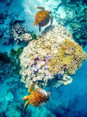 Two sea turtles peacefully swimming among brightly colored coral reefs in a tropical ocean.