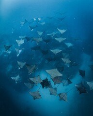 Group of manta rays swimming in the ocean. - obrazy, fototapety, plakaty