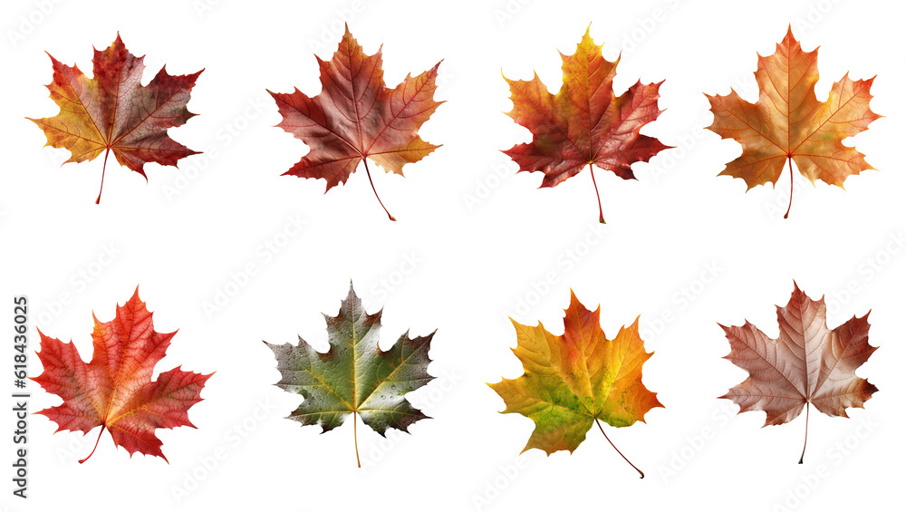 Wall mural set and collection of beautiful autumn leaves isolated on white background with clipping path. full 