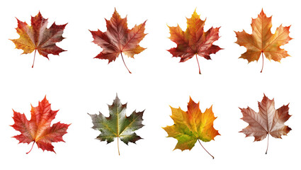 Set and collection of beautiful autumn leaves isolated on white background with clipping path. Full Depth of field. Focus stacking. PNG. Generative AI technology