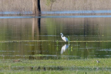 Little egret standing in the tranquil lake, Egretta garzetta. Lonjsko Polje Nature Park, Croatia.