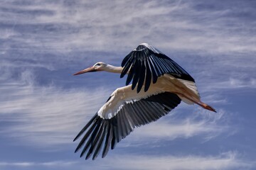 Majestic white stork in flight against a bright blue sky background.