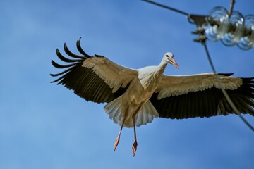 White stork arriving at its destination trying to perch on the power line.