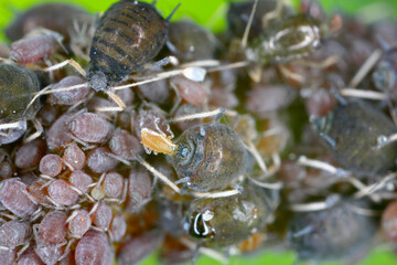 Ivy aphid, Aphis hederae. A colony of wingless individuals on an ivy leaf.