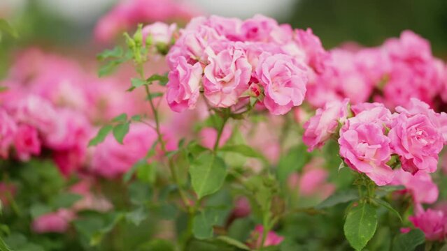 Vivid Pink Rose Blossoming, Macro Dolly in Summer Garden
