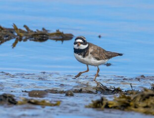 Majestic Ringed plover bird perched atop a large rock in a tranquil river