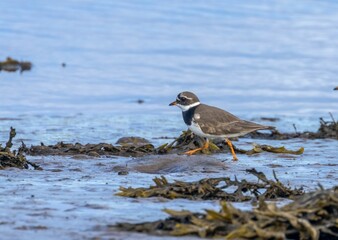 Majestic Ringed plover bird perched atop a large rock in a tranquil river