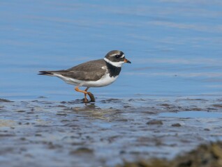 Majestic Ringed plover bird perched atop a large rock in a tranquil river