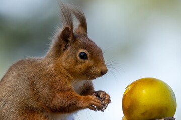 Cute,  Scottish red squirrel perched atop a tree branch, gnawing on a juicy red apple