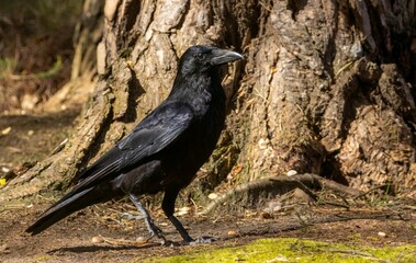 black bird standing on the ground next to a big tree