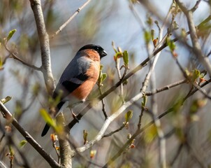 Colorful male bullfinch bird perched on a branch on a sunny day