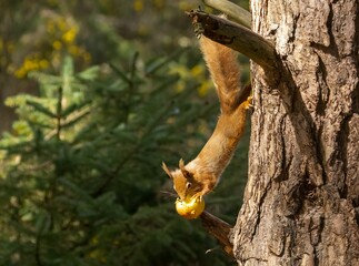 Cute,  Scottish red squirrel perched atop a tree branch, gnawing on a juicy red apple