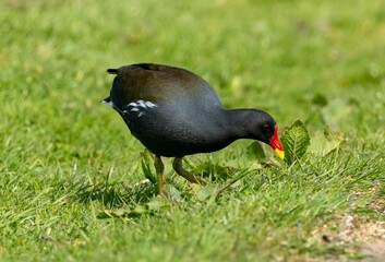 Moorhen bird foraging for food in the grass on a sunny day
