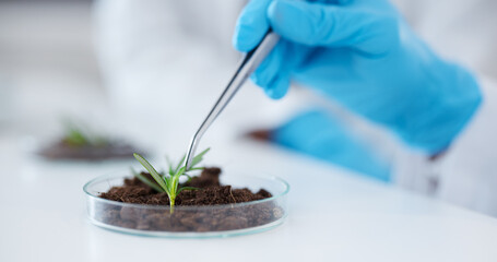 Tweezer, hands and scientist with plant for botany research, experiment and sample. Science,...