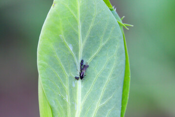 Bean aphid or black bean aphids, Aphis fabae. A colony of wingless individuals and a winged female on a pea leaf.